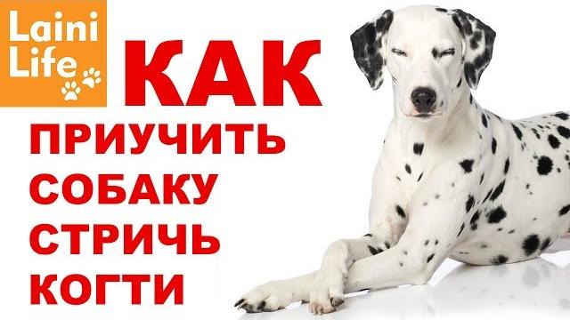 Как приучить собаку стричь когти и не бояться Как приучить собаку стричь когти и не бояться