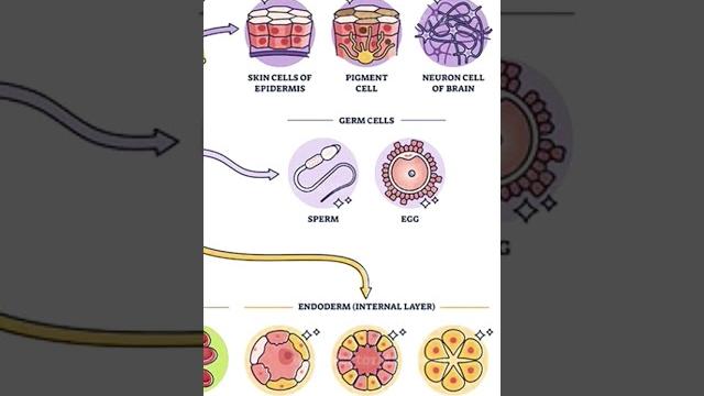 Placenta formation, oogenesis, fetus formation, parturation#labour #obgyn #humanbody #gynaecologists Placenta formation, oogenesis, fetus formation, parturation#labour #obgyn #humanbody #gynaecologists
