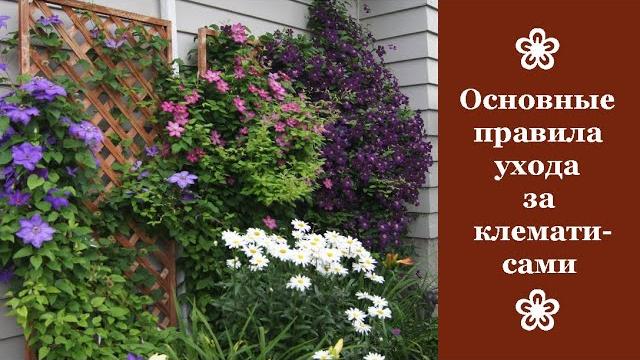 Основные правила ухода за клематисами Основные правила ухода за клематисами
