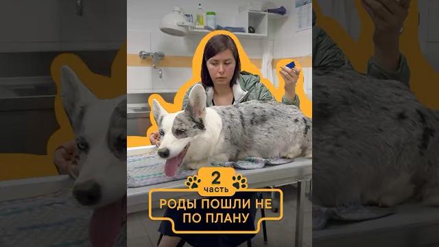 Ночь в клинике и принятие важного решения. о важности теоретической подготовки. #корги #животные Ночь в клинике и принятие важного решения. о важности теоретической подготовки. #корги #животные