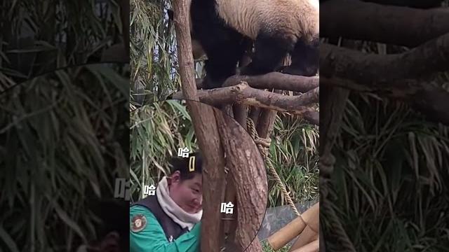 姨母套路辉宝吃窝窝头,辉宝:你变了姨母来这吸熊猫 睿宝辉宝 姨母套路辉宝吃窝窝头,辉宝:你变了姨母来这吸熊猫 睿宝辉宝