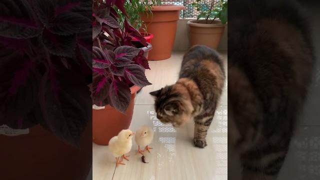 I am on action.... #cat#chicken#catlover I am on action.... #cat#chicken#catlover