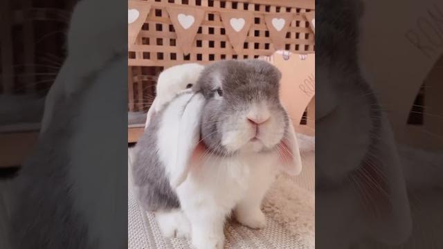 Bunnies are boss funny bunny | funny pets Bunnies are boss funny bunny | funny pets