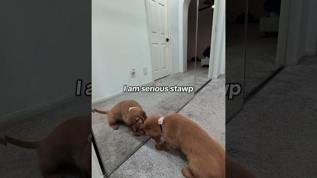 Molly discovered mirrors today!! #goldenretriever #puppy #happypuppy #cute #goldenretrieverpuppy Molly discovered mirrors today!! #goldenretriever #puppy #happypuppy #cute #goldenretrieverpuppy
