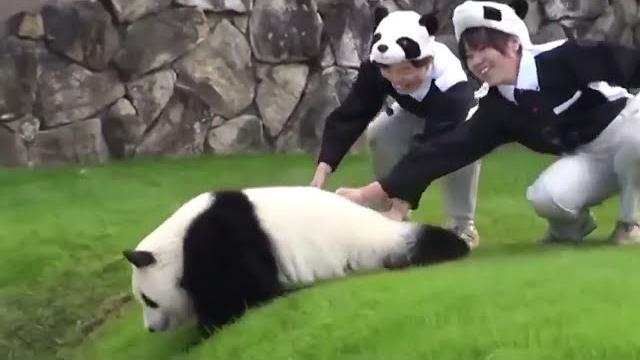 Панда развлекается) смешное видео | panda. fun video Панда развлекается) смешное видео | panda. fun video