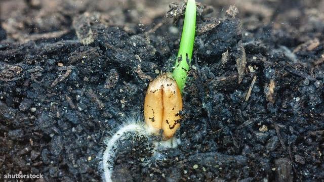 I could watch time lapses of seeds growing all day | goodful I could watch time lapses of seeds growing all day | goodful