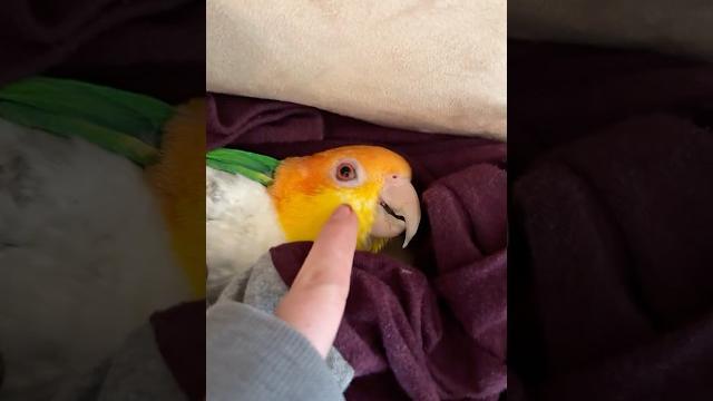 Goodnight bird Goodnight bird