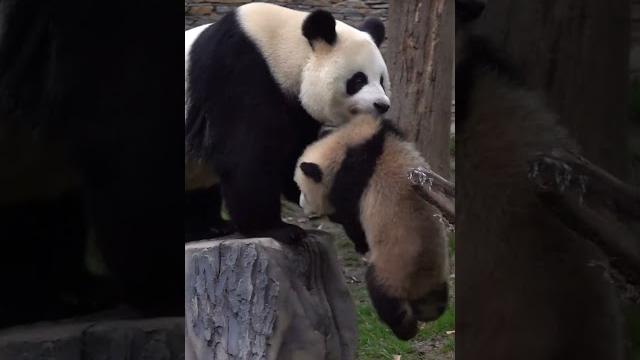 熊猫璨璨钓猫,崽崽的表情太搞笑 #panda #redpanda夕消 #funny #redpanda夕消 #上野パンダ #animals #cute #cutepanda #pets 熊猫璨璨钓猫,崽崽的表情太搞笑 #panda #redpanda夕消 #funny #redpanda夕消 #上野パンダ #animals #cute #cutepanda #pets