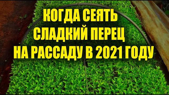 Когда сеять сладкий перец на рассаду в 2021 году Когда сеять сладкий перец на рассаду в 2021 году