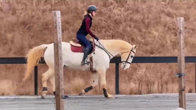 Tango and arden flat work to music Tango and arden flat work to music