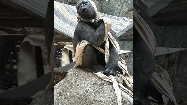 Gorilla toddler unleashes pure chaos! Gorilla toddler unleashes pure chaos!