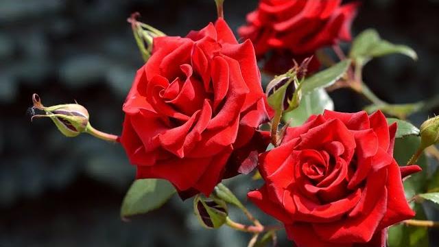Музыка для души и цветы (beautiful flowers) !!! Музыка для души и цветы (beautiful flowers) !!!