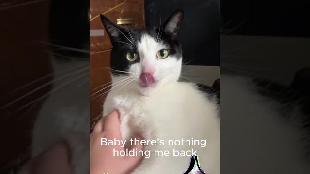 Tango makes me go sane! #cat Tango makes me go sane! #cat
