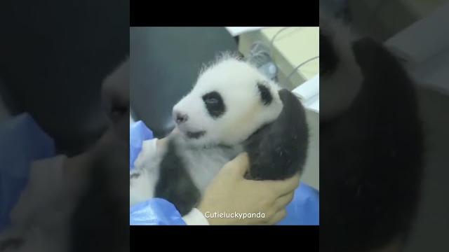 Adorable panda baby #pandababy #cute Adorable panda baby #pandababy #cute