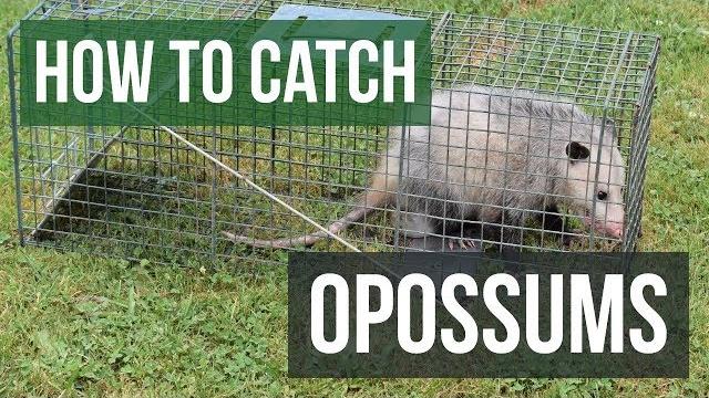 How to catch an opossum with a live animal trap How to catch an opossum with a live animal trap