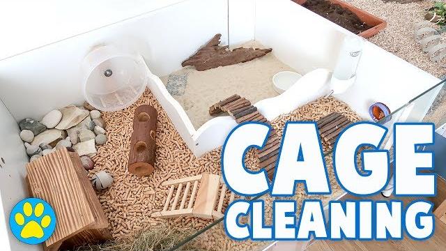 Cleaning my dwarf hamster cage | june 2017 Cleaning my dwarf hamster cage | june 2017