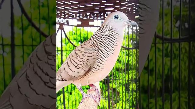 Pancingan suara perkutut lokal paling ampuh ‼️ #perkututlokal #pancinganperkutut #burungperkutut Pancingan suara perkutut lokal paling ampuh ‼️ #perkututlokal #pancinganperkutut #burungperkutut