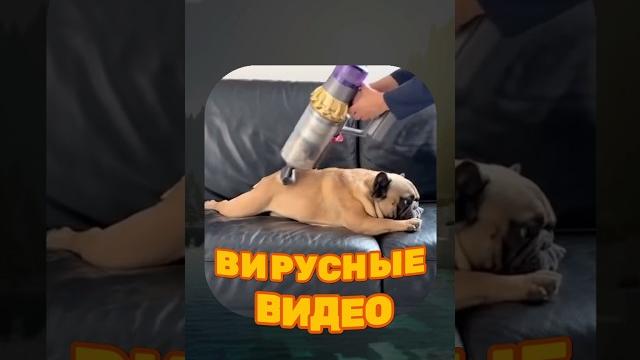 Вирусные видео / косточка для собаки Вирусные видео / косточка для собаки
