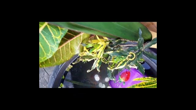 Mandi lemon tradisi gorontalo Mandi lemon tradisi gorontalo