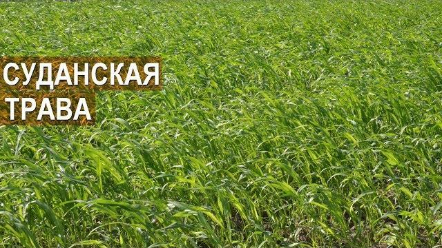 Зачем нужна суданская трава? кфх колесниковых Зачем нужна суданская трава? кфх колесниковых