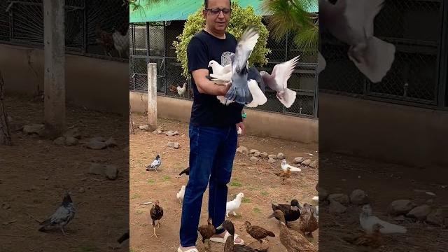 Pigeons follow everywhere Pigeons follow everywhere