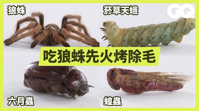 How to eat every insect|gq taiwan How to eat every insect|gq taiwan
