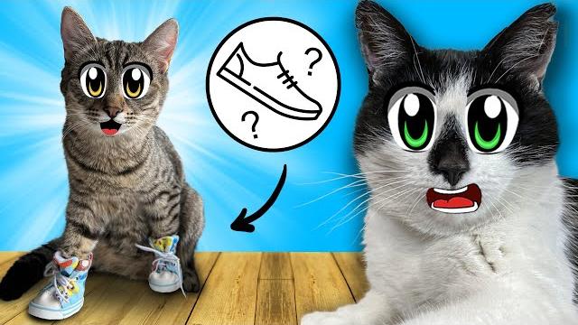 10 способов пранкануть котиков! смешные розыгрыши анука давайка! приколы с котами! котёнок юги и яни 10 способов пранкануть котиков! смешные розыгрыши анука давайка! приколы с котами! котёнок юги и яни