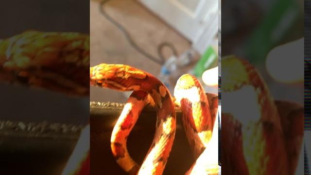 Flying cornsnake caught on camera Flying cornsnake caught on camera