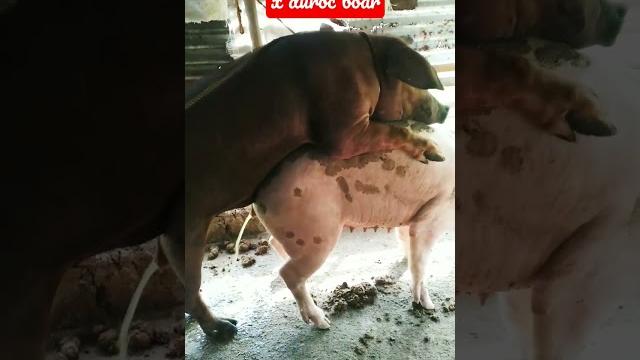 Pig breeding Pig breeding