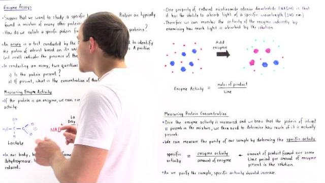 Enzyme assay, enzyme activity and specific activity Enzyme assay, enzyme activity and specific activity