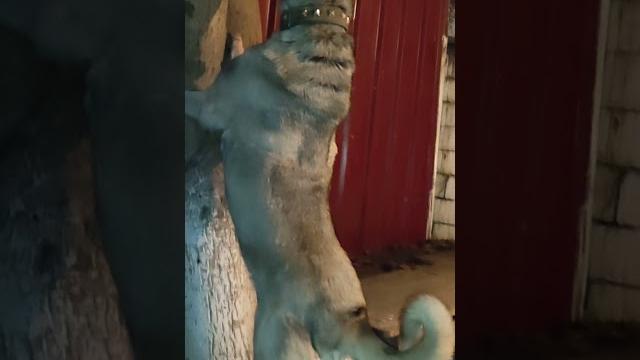 Muhteşem dişi panter kangal mira Muhteşem dişi panter kangal mira