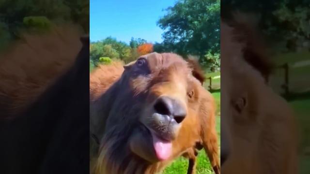 Cute baby teasing ️ #funny #short #viralvideo #subscribe Cute baby teasing ️ #funny #short #viralvideo #subscribe