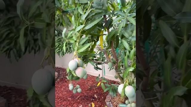 Honey kiss “must have” late season mango Honey kiss “must have” late season mango