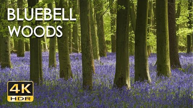 4k hdr bluebell woods - english forest - birds singing - no loop - relaxing nature video & sounds 4k hdr bluebell woods - english forest - birds singing - no loop - relaxing nature video & sounds