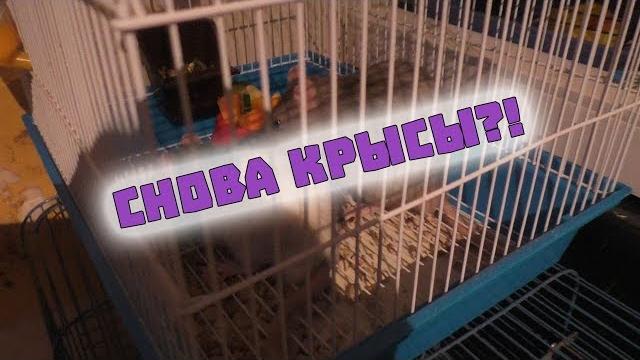 Снова спасение крыс?! мики и персик Снова спасение крыс?! мики и персик