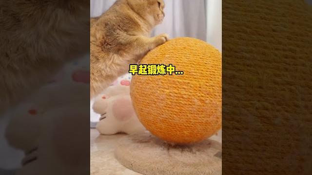 Challenge to annoyed a kitten!| catalley #shorts #cat #mukbang #meow #kawaii #cute #asmr Challenge to annoyed a kitten!| catalley #shorts #cat #mukbang #meow #kawaii #cute #asmr