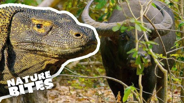 Komodo dragon eats buffalo | nature bites Komodo dragon eats buffalo | nature bites