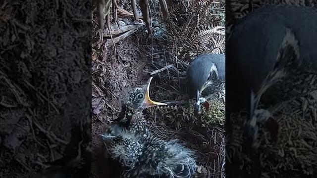 The cuckoo is so pitiful, it didn't get any food and was even trampled underfoot杜鹃鸟太可怜了,没得到食物,还被踩在脚下 The cuckoo is so pitiful, it didn't get any food and was even trampled underfoot杜鹃鸟太可怜了,没得到食物,还被踩在脚下