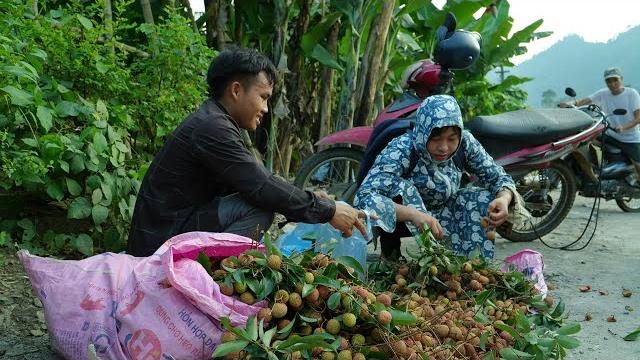 Lychee - a summer specialty: income from livestock and harvesting helps pao stabilize his life Lychee - a summer specialty: income from livestock and harvesting helps pao stabilize his life