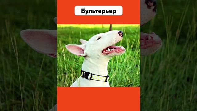 Самые опасные породы собак в мире #питбуль #бультерьер #собаки #мир #животные #подпишись #shorts Самые опасные породы собак в мире #питбуль #бультерьер #собаки #мир #животные #подпишись #shorts