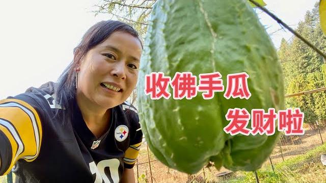 第一次采收佛手瓜,感觉就像发了财 - harvest chayote 第一次采收佛手瓜,感觉就像发了财 - harvest chayote