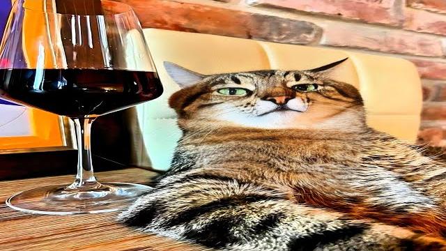 Try not to laugh: cats edition Try not to laugh: cats edition