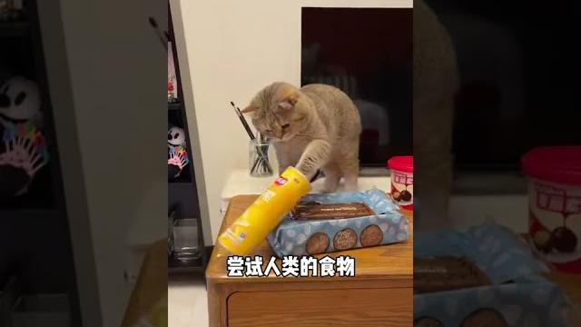 【薯條麻麻薯】小貓咪能有什麼壞心眼呢 【薯條麻麻薯】小貓咪能有什麼壞心眼呢
