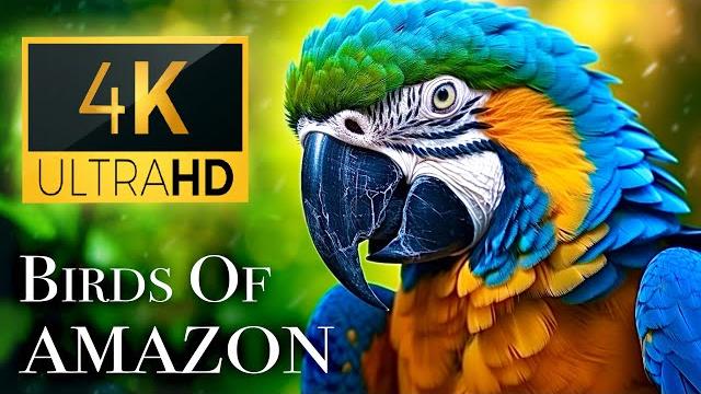 Birds of amazon 4k - birds that call the jungle home | amazon rainforest | scenic relaxation film Birds of amazon 4k - birds that call the jungle home | amazon rainforest | scenic relaxation film