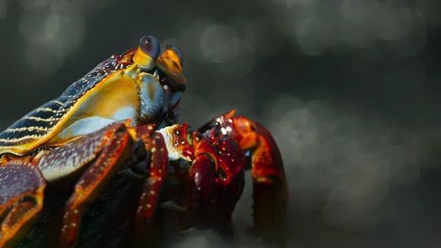 Crab vs eel vs octopus | blue planet ii | bbc earth Crab vs eel vs octopus | blue planet ii | bbc earth