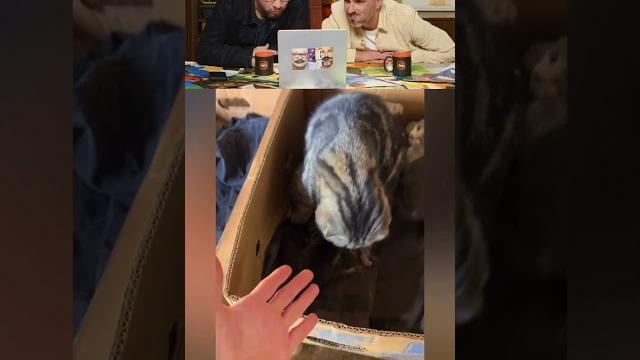 Милые котики #смех #юмор #шортс Милые котики #смех #юмор #шортс