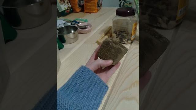 Все вещи моих крыс Все вещи моих крыс