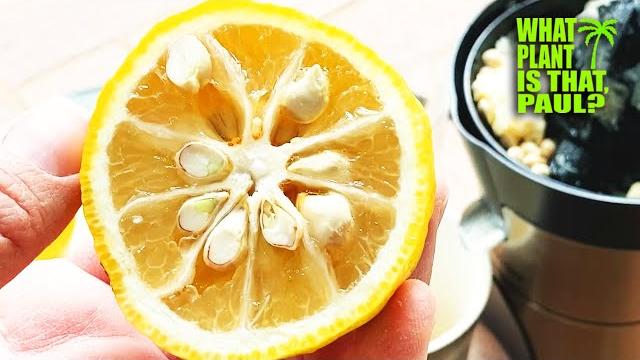 Yuzu citrus taste test and review (citrus junos) / we examine and brix this unique fruit Yuzu citrus taste test and review (citrus junos) / we examine and brix this unique fruit