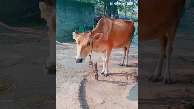Beautiful cow real sound ll #shorts #beautiful #sound #cow Beautiful cow real sound ll #shorts #beautiful #sound #cow