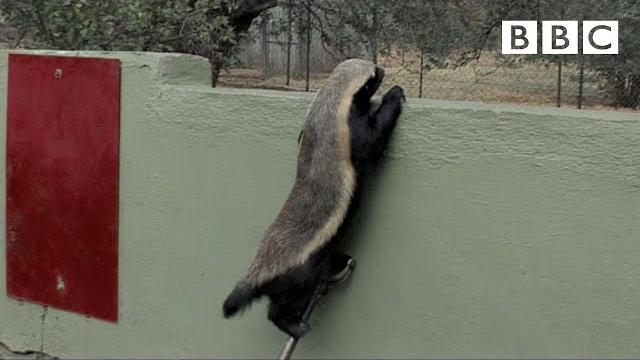Stoffel, the honey badger that can escape from anywhere! - bbc Stoffel, the honey badger that can escape from anywhere! - bbc